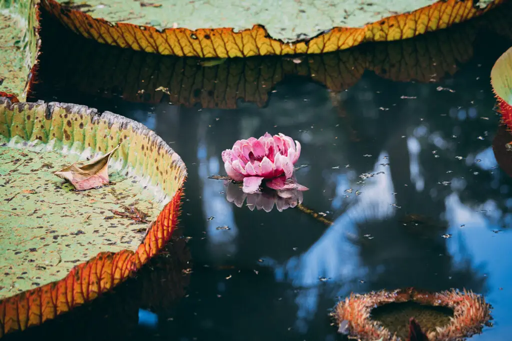 Giant Lilies