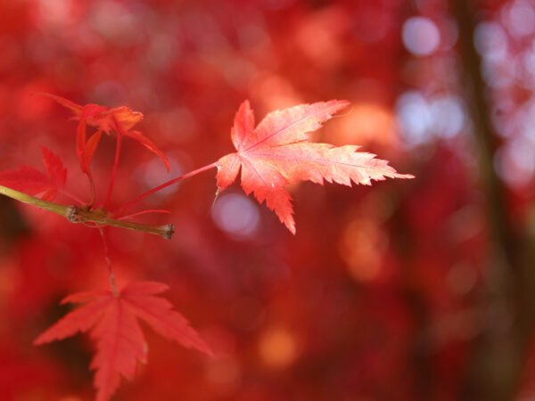 When to Trim a Maple Tree: The Ultimate Guide