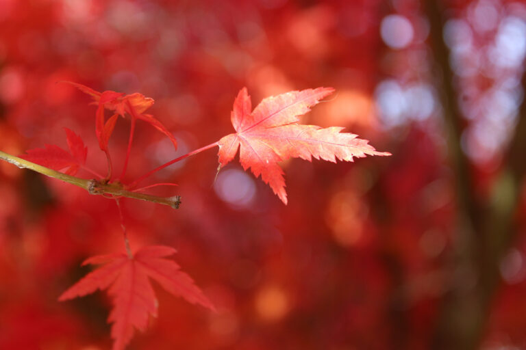 When To Trim A Maple Tree The Ultimate Guide