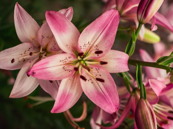 Lily Flowers: Planting, Growing, and Care Guide
