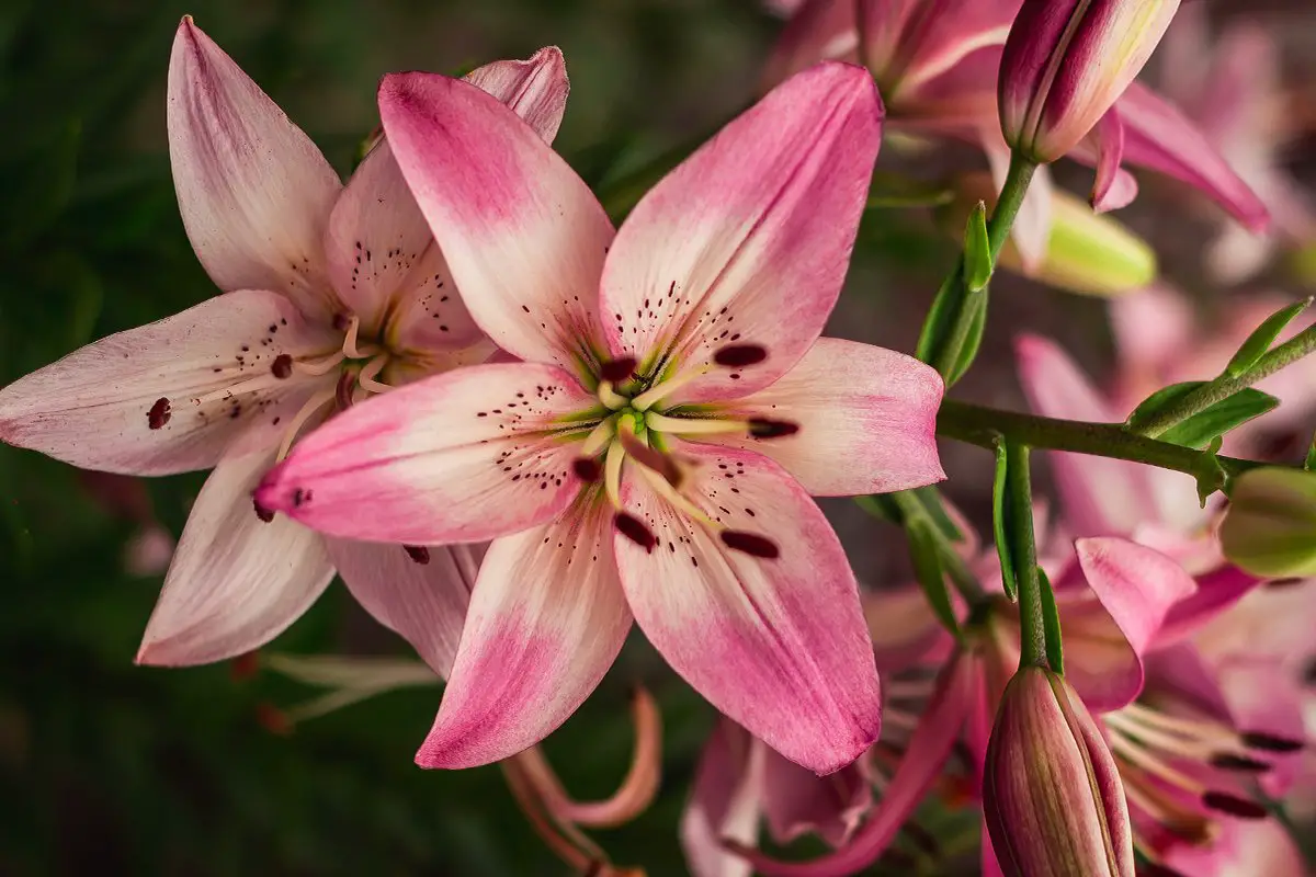 Giant Lilies - Buy Orienpet Lily Bulbs and Uncover Their Beauty!