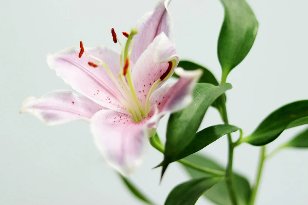 When Do Lilies Bloom?