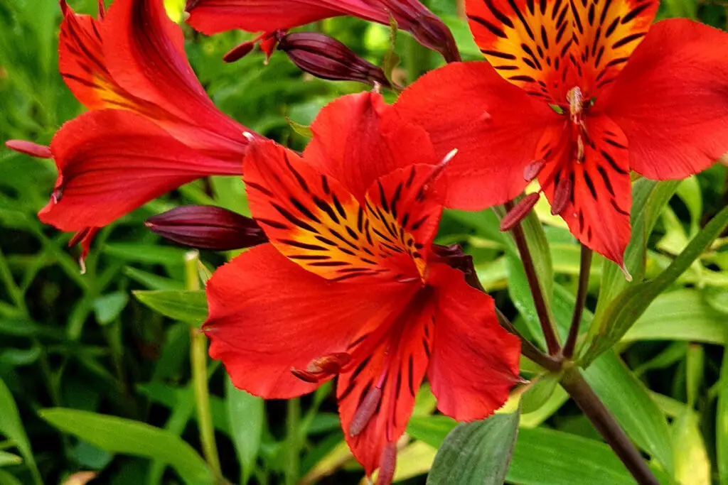 Red Tiger Lily