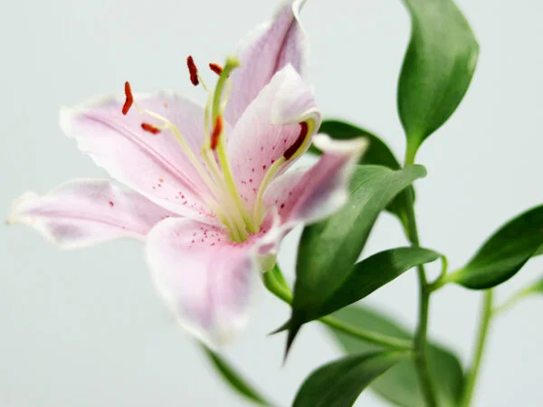 Do Asiatic Lilies Bloom All Summer? Blooming Tips for Long-Lasting Beauty!