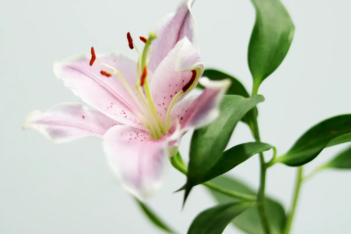 Do Asiatic Lilies Bloom All Summer? Blooming Tips for Long-Lasting Beauty!