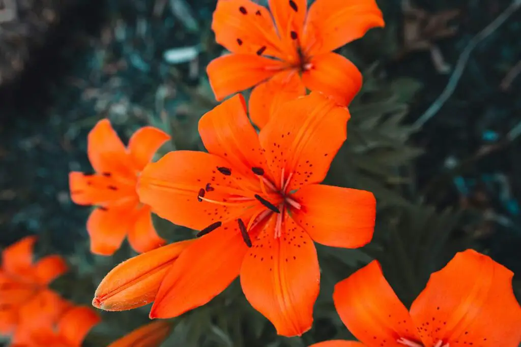 Tiger Lily Bulbs