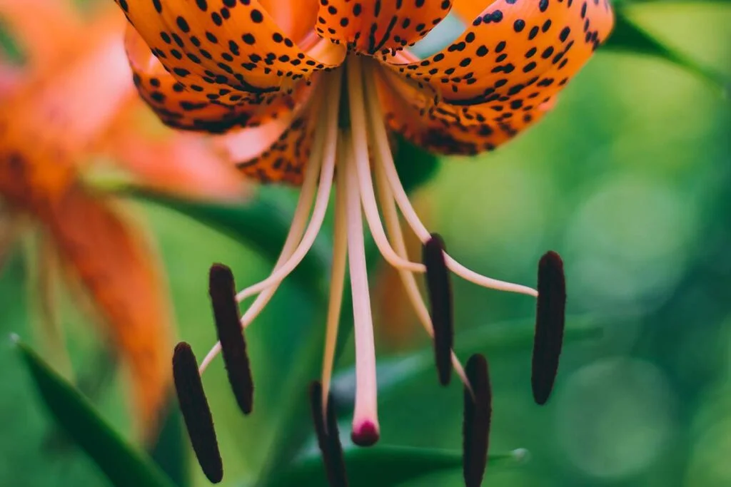 Tiger Lily Bulbs