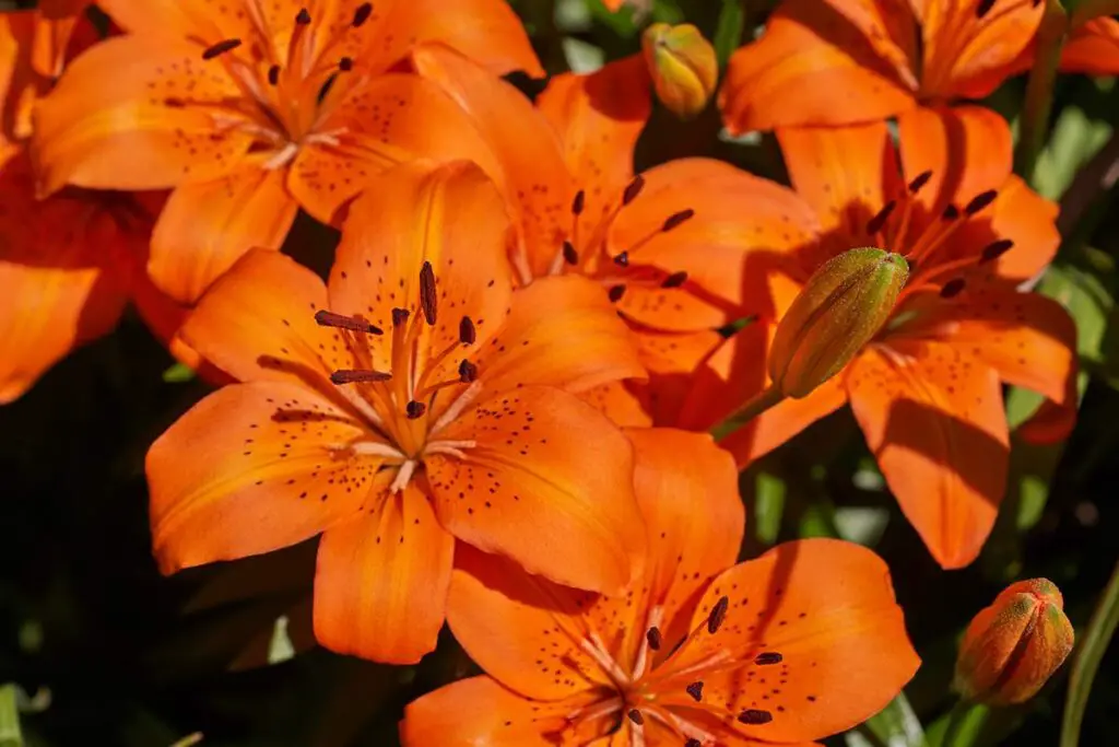 Tiger Lily Leaves