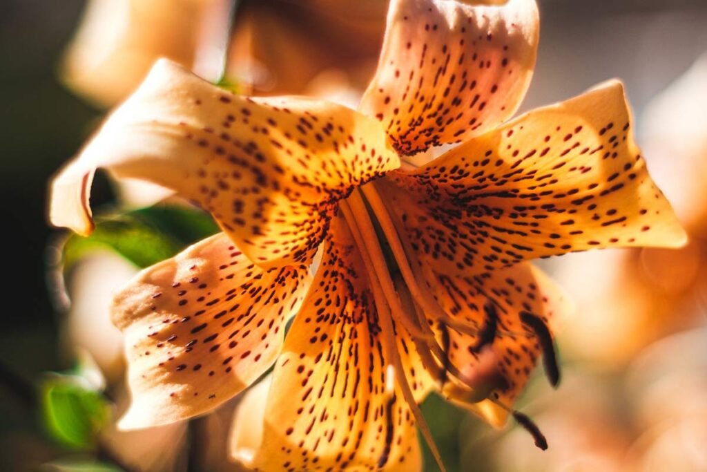 Tiger Lily Leaves