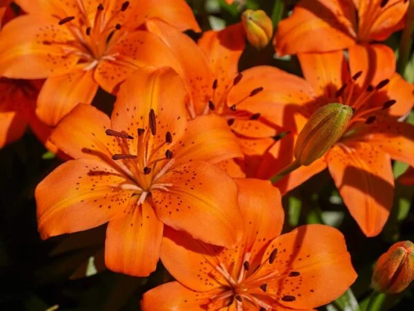 Tiger Lily Leaves: Growing and Caring for Lilium LancifoliumTiger Lily Leaves