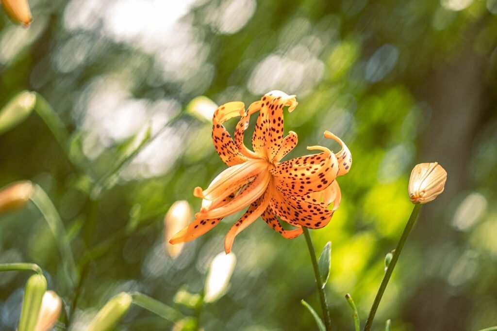 Tiger Lily Meaning