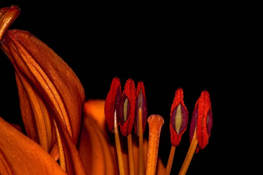 Tiger Lily Seeds