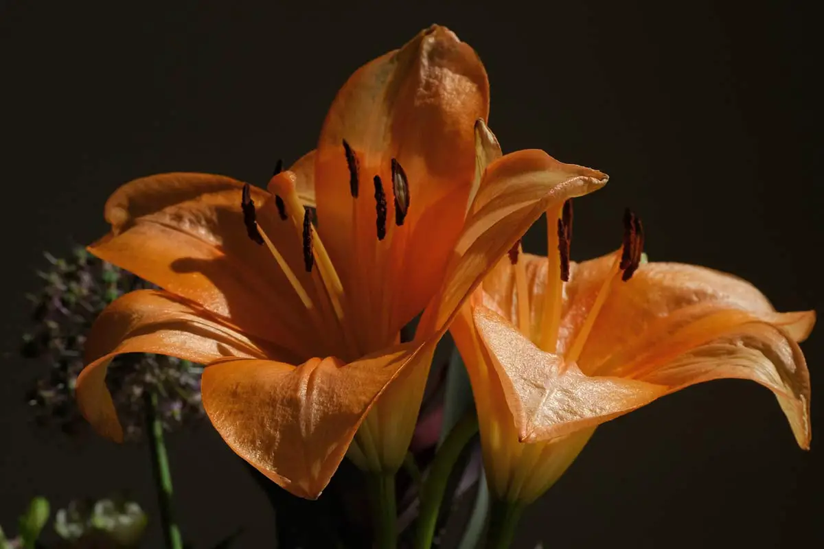 Vivid Tiger Lily Seeds Landscape for Mobile Vivid Tiger Lily Seeds Landscape for Mobile