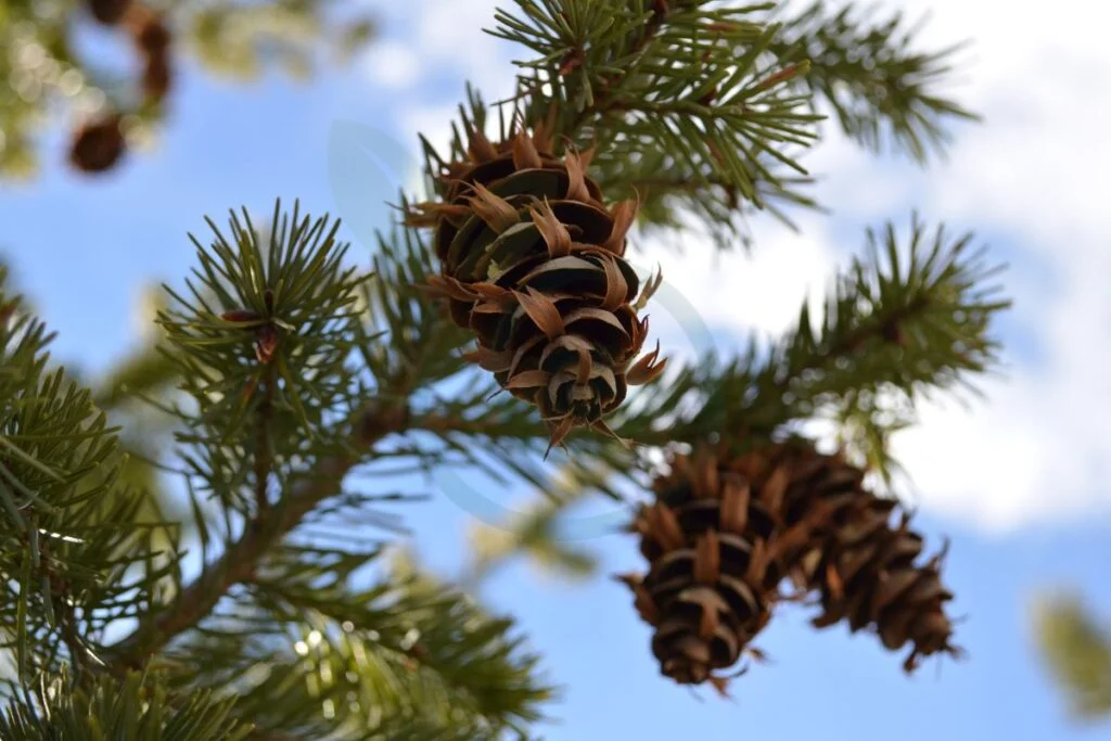 Can You Grow a Pine Tree from a Pine Cone