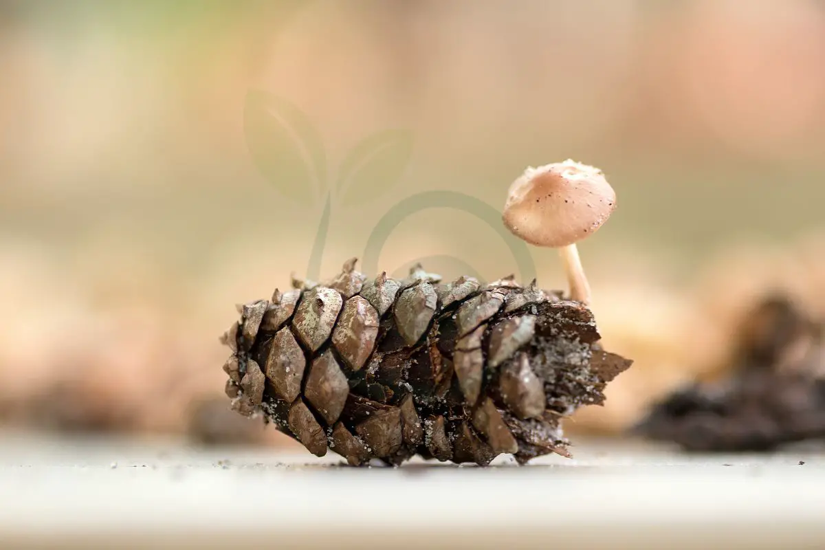 Can You Grow A Pine Tree From A Pine Cone? StepbyStep Guide