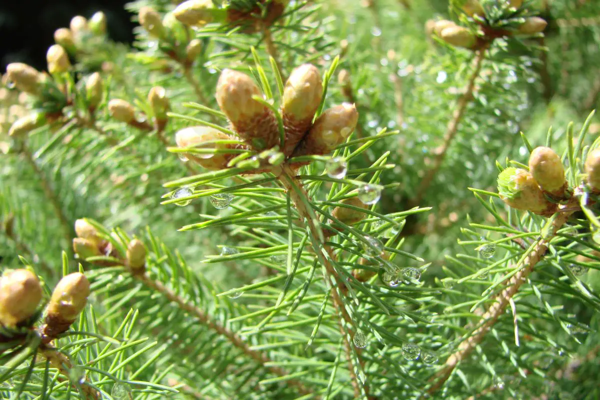Can You Grow A Pine Tree From A Pine Cone? StepbyStep Guide