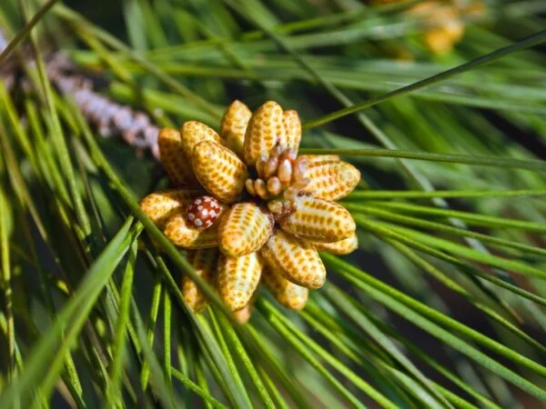 Can You Grow a Pine Tree from a Pine Cone? Step-by-Step Guide