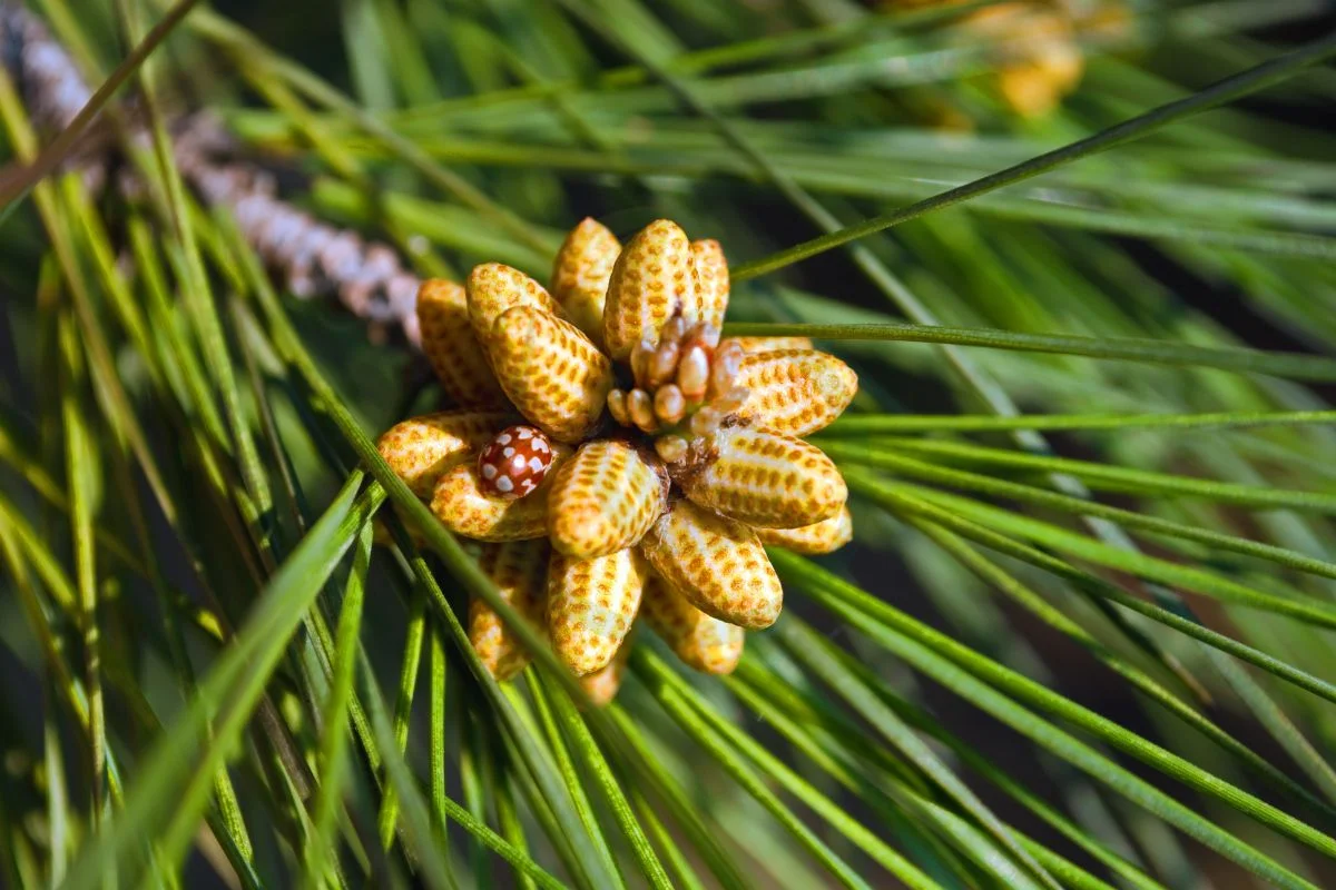 Can You Grow a Pine Tree from a Pine Cone? Step-by-Step Guide