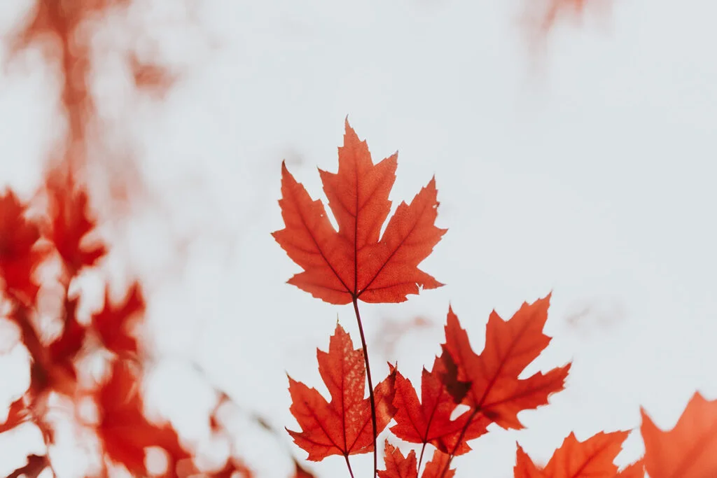 How Fast Does a Maple Tree Grow