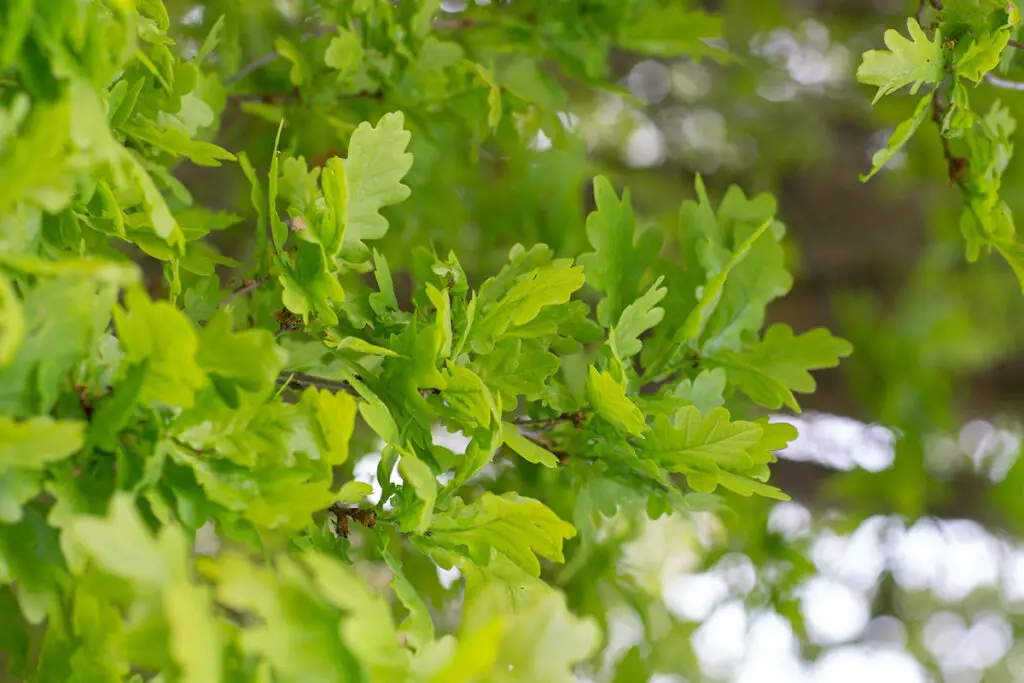 How Fast Does an Oak Tree Grow?