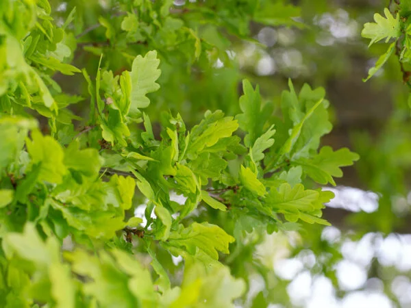 How Fast Does an Oak Tree Grow? Surprising Truths!