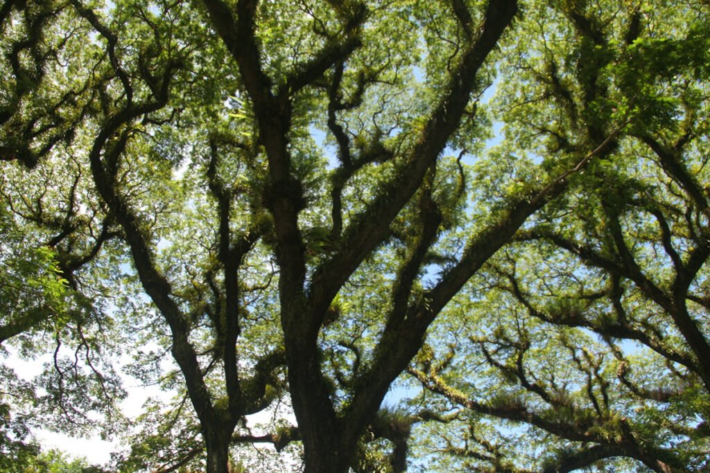 How Long Can an Oak Tree Live?