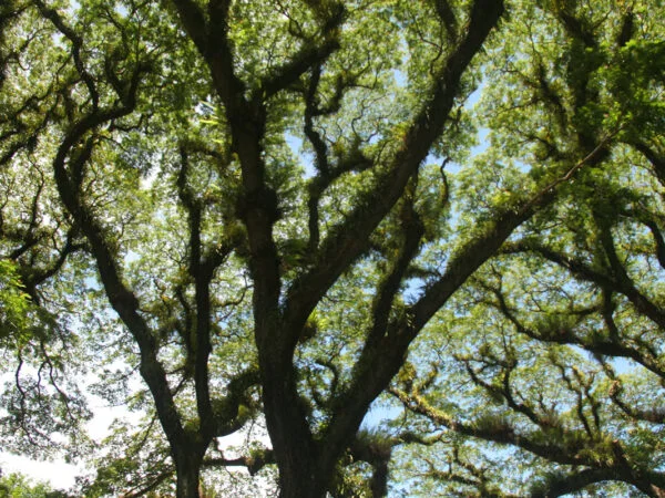 How Long Can an Oak Tree Live?