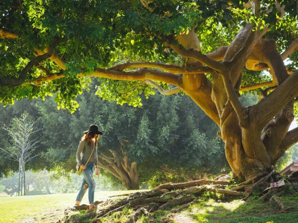 How Long Do Oak Trees Live? A Comprehensive Guide