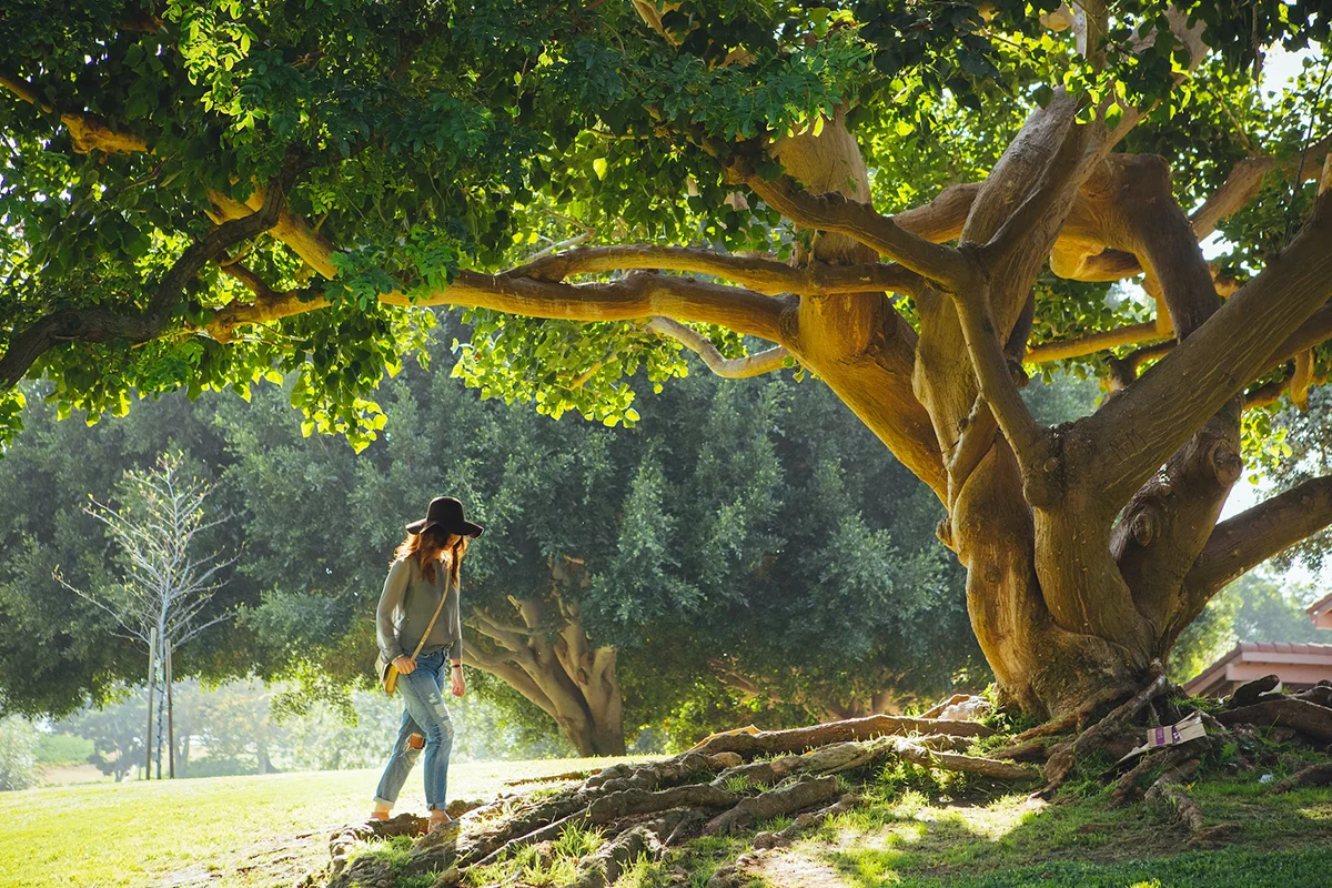 How Long Do Oak Trees Live? A Comprehensive Guide