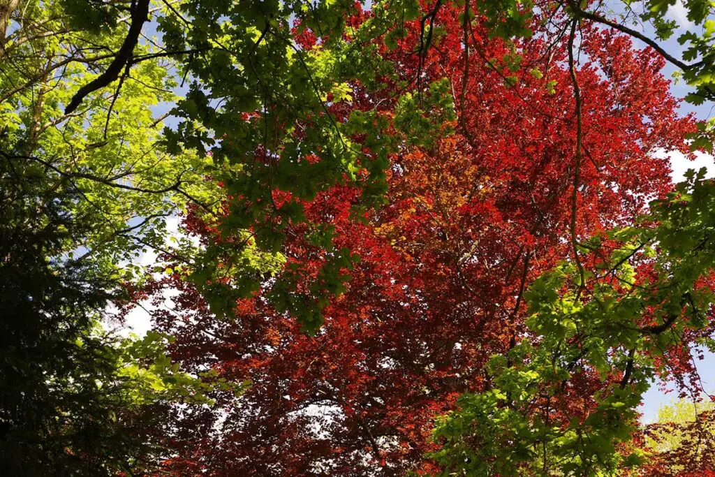 How Many Leaves on a Maple Tree