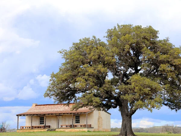 How Much is an Oak Tree Worth? Calculating 50-Year-Old Trees