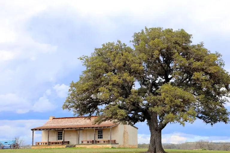 How Much Is An Oak Tree Worth? Calculating 50YearOld Trees