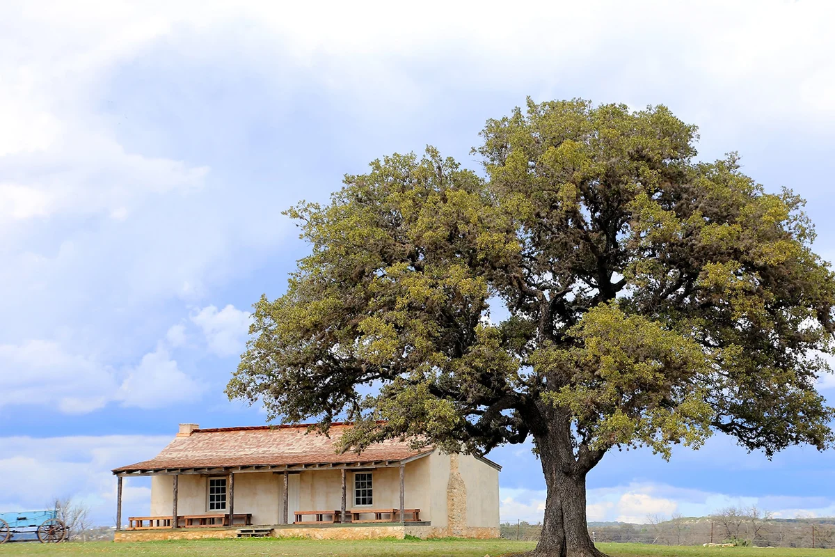 How Much is an Oak Tree Worth? Calculating 50-Year-Old Trees
