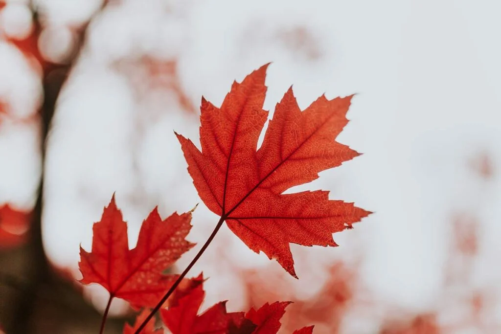 How to Grow Maple Trees