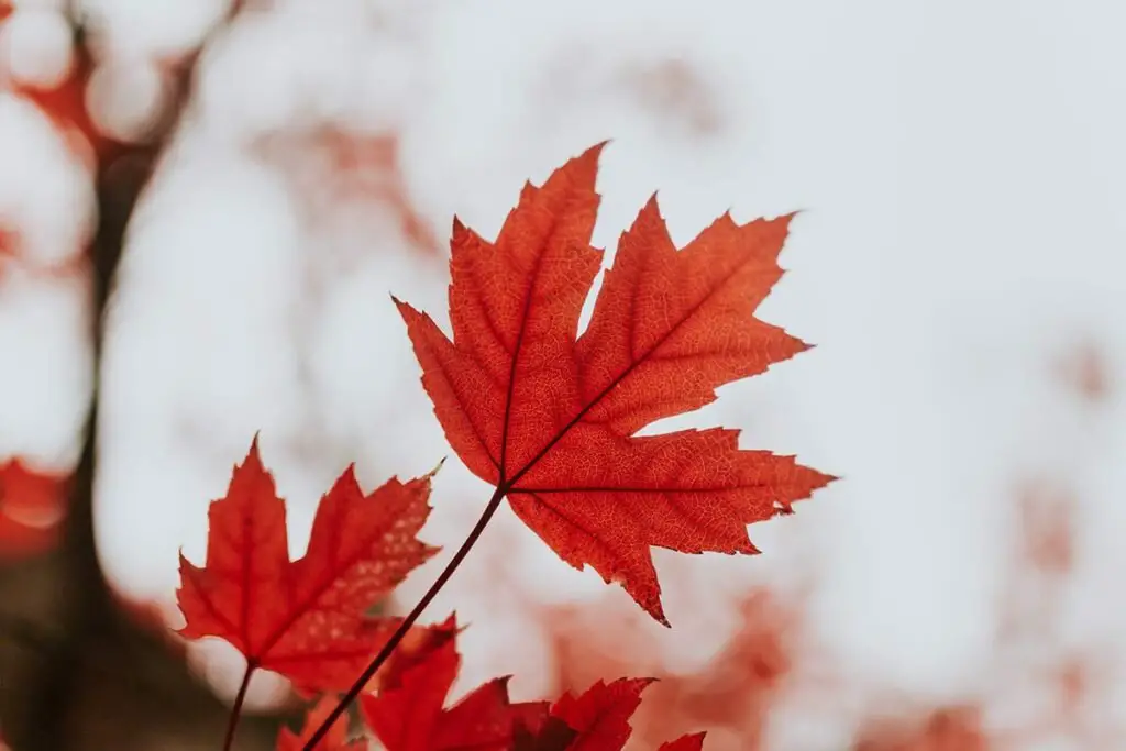 How to Grow Maple Trees