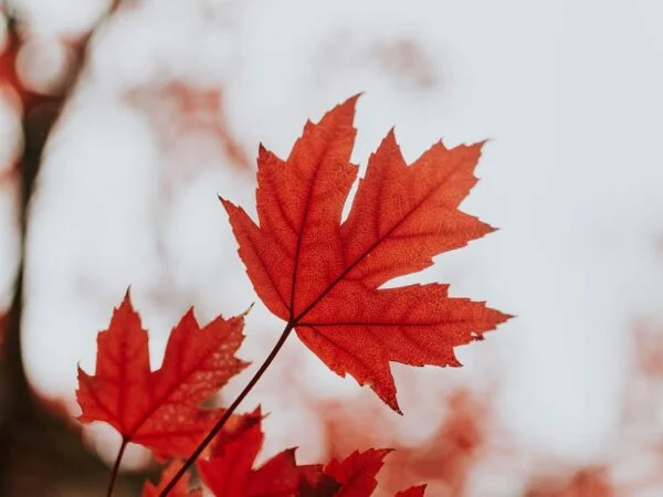 How to Grow Maple Trees: Essential Care Tips