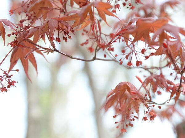 How to Grow Maple Trees from Seeds? 3 Proven Methods