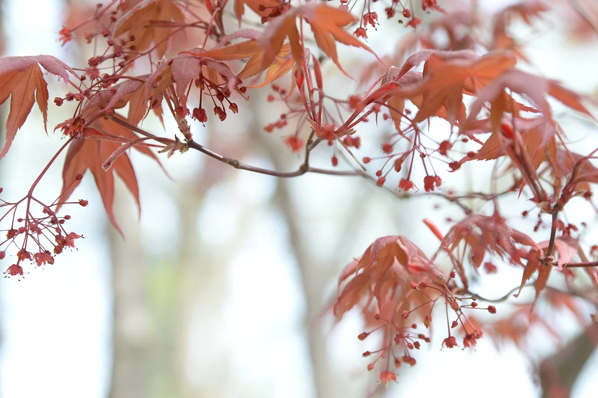 How to Grow Maple Trees from Seeds? 3 Proven Methods