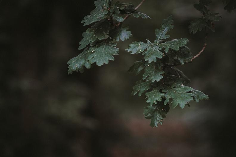 How to Identify Oak Trees: 7 Types, Leaves, Bark & More!