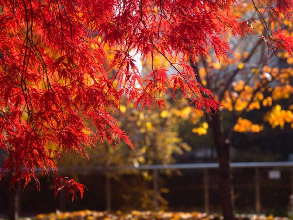 How to Plant Maple Trees: Step-by-Step Guide