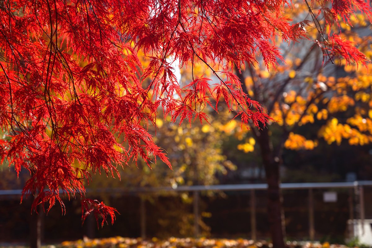 How to Plant Maple Trees: Step-by-Step Guide