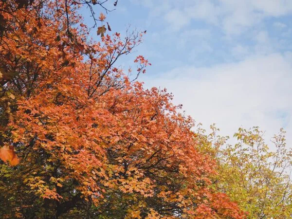 How to Prune a Red Maple Tree: Step-by-Step Guide