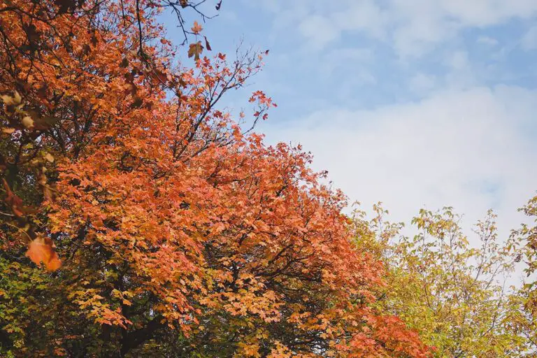 How To Prune A Red Maple Tree StepbyStep Guide