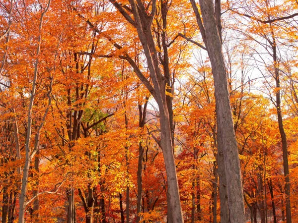 What Does a Maple Tree Look Like: Types, Leaves, Bark - Your Ultimate Guide