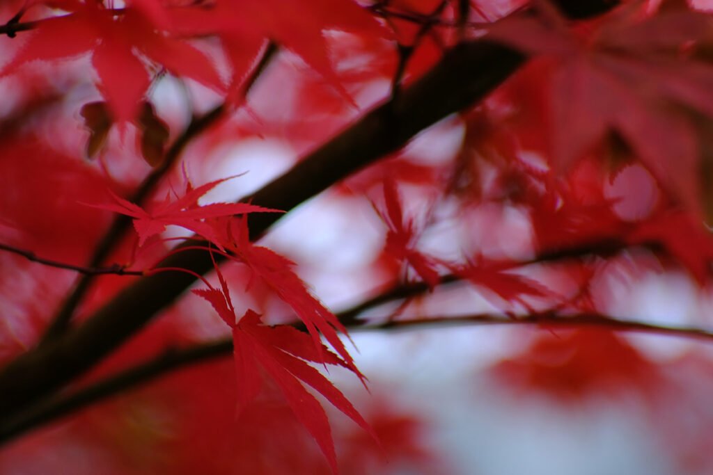 How to Plant Red Maple Tree