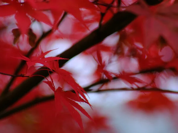 How to Plant Red Maple Tree: Ultimate Guide