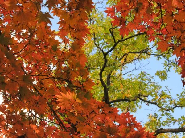 What Does a Red Maple Tree Look Like?