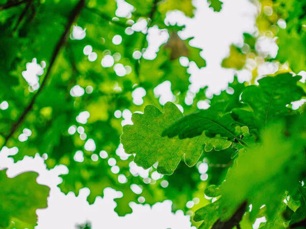 What Does an Oak Tree Leaf Look Like? Ultimate Guide!