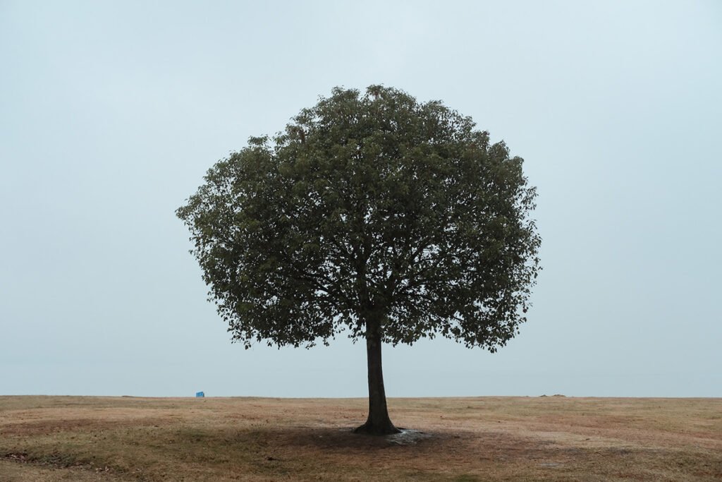 What Does an Oak Tree Look Like