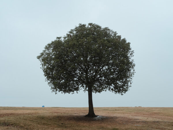 What Does an Oak Tree Look Like? 4 Ways to Identify Them